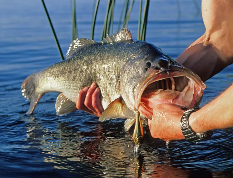 central florida largemouth bass